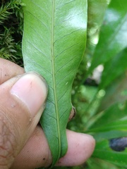 Selliguea heterocarpa