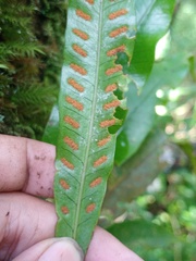 Selliguea heterocarpa