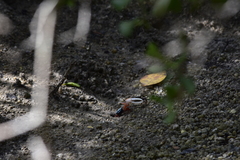 Paraleptuca splendida