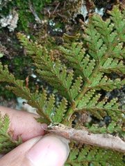 Davallia repens