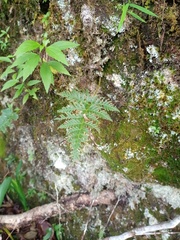Davallia repens