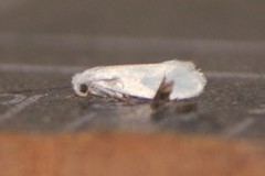 Prodoxidae