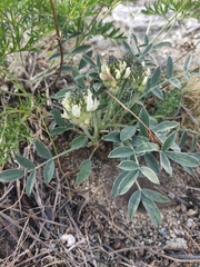 Astragalus lupulinus