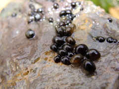 Theodoxus fluviatilis