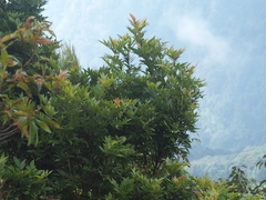 Pterophylla fraxinea