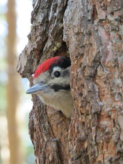 Dendrocopos major