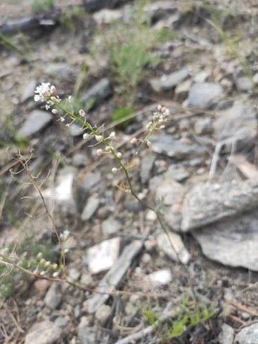 Image of Eutrema salsugineum by (c) Юлия, some rights reserved (CC BY)