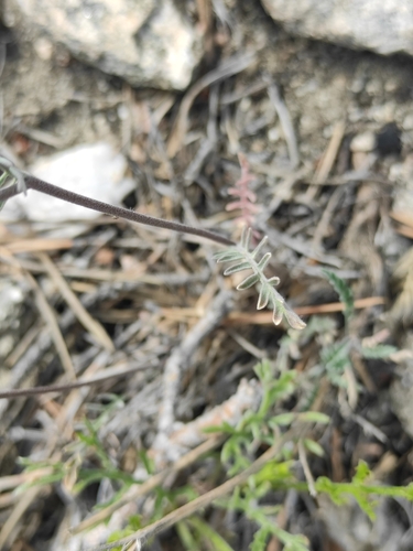 Image of Eutrema salsugineum by (c) Юлия, some rights reserved (CC BY)