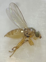 Pseudopachychaeta approximatonervis