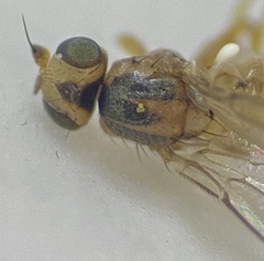 Pseudopachychaeta approximatonervis