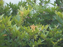 Pterophylla fraxinea