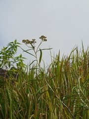 Anaphalis longifolia