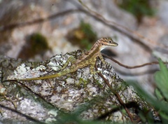 Anolis lucius