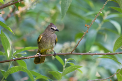 Pycnonotus flavescens