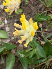 Anthyllis vulneraria alpestris