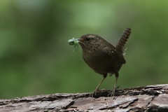 Troglodytes pacificus pacificus
