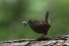 Troglodytes pacificus pacificus