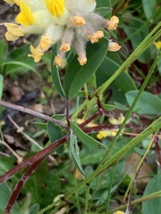Anthyllis vulneraria alpestris