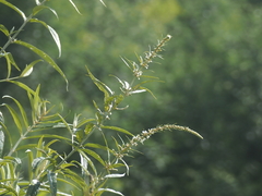 Buddleja asiatica