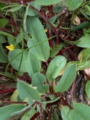 Anthyllis vulneraria alpestris