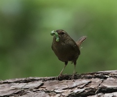 Troglodytes pacificus pacificus