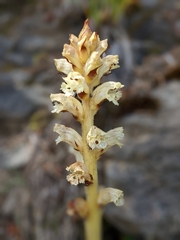 Orobanche reticulata