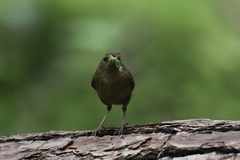 Troglodytes pacificus pacificus
