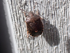 Holcostethus limbolarius