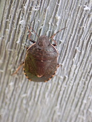 Holcostethus limbolarius