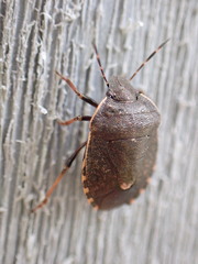 Holcostethus limbolarius