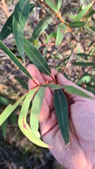 Angophora crassifolia