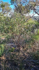Angophora crassifolia