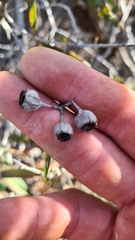 Angophora crassifolia