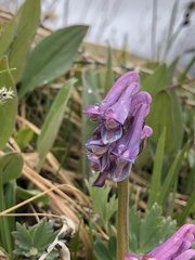 Corydalis pauciflora
