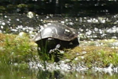 Chrysemys picta bellii