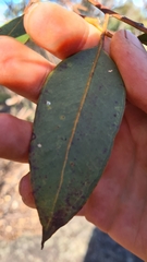 Eucalyptus punctata