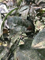 Phaeochlaena lampra
