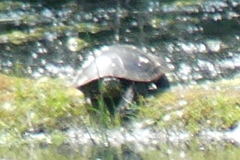 Chrysemys picta bellii
