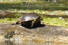 Chrysemys picta bellii