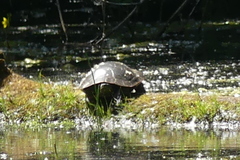 Chrysemys picta bellii