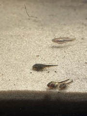 Osteopilus septentrionalis