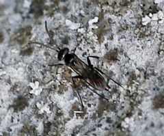 Agenioideus cinctellus