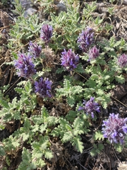 Dracocephalum pinnatum