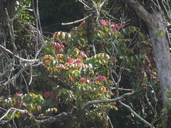 Magnoliopsida