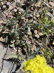 Boechera suffrutescens