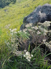 Anaphalis longifolia