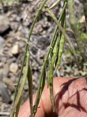 Boechera suffrutescens