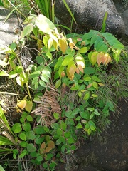 Gaultheria leucocarpa