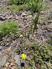 Boechera suffrutescens