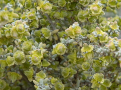 Maireana pyramidata